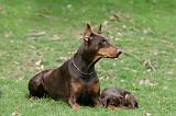 DOBERMANN 330